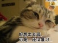 郁闷的猫咪