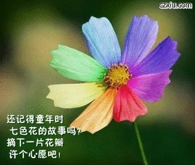 七色花许愿